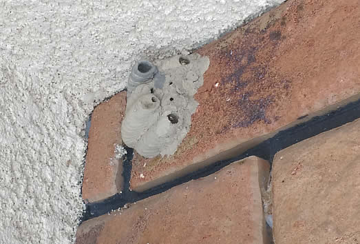 ドロバチの巣駆除玄関先天井
