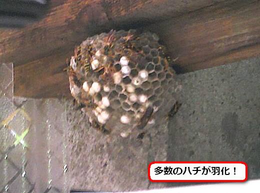 フタモンアシナガバチの巣駆除