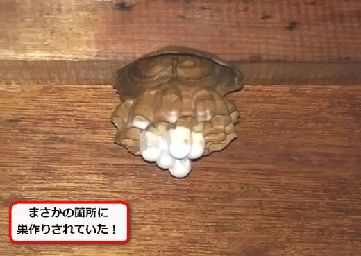 ハチの巣戸棚内部