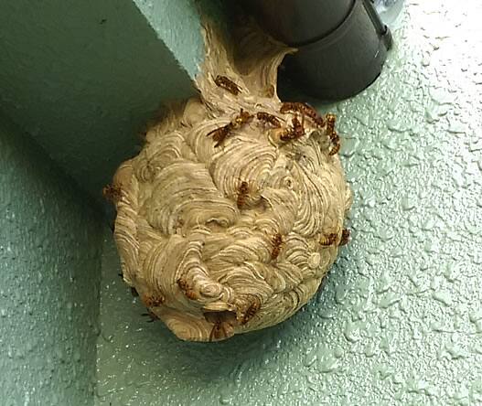 スズメバチの巣駆除ベランダ