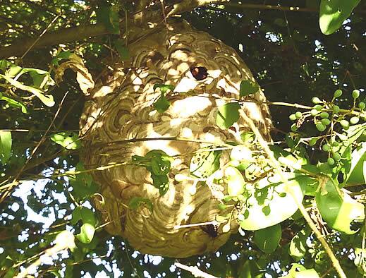 コガタスズメバチの巣巨大化