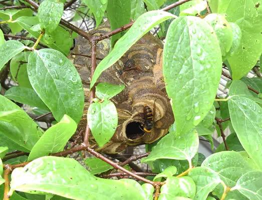 スズメバチの巣駆除植木