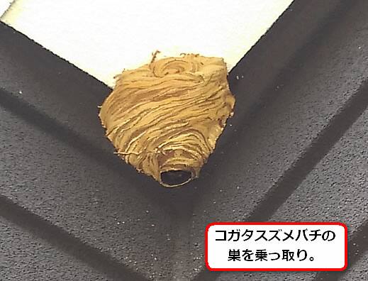 チャイロスズメバチの巣