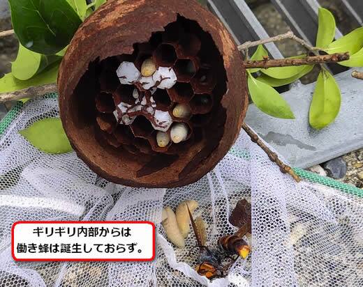 コガタスズメバチの巣内部