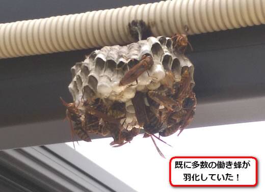 セグロアシナガバチの巣駆除