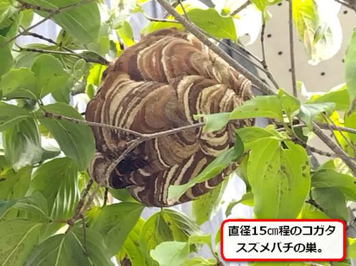 コガタスズメバチの巣駆除植木