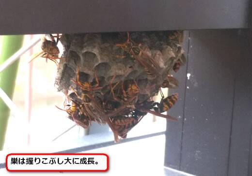 セグロアシナガバチの巣駆除