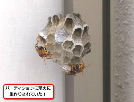 アシナガバチの巣集合住宅