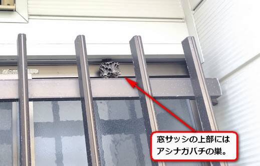 アシナガバチの巣窓サッシ