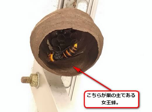 コガタスズメバチの巣駆除