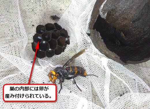 コガタスズメバチの巣卵