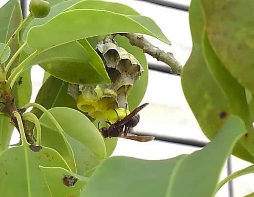 キボシアシナガバチの巣