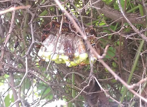 キボシアシナガバチの巣