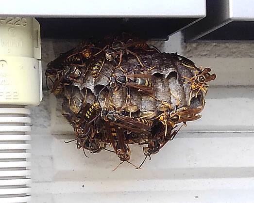 セグロアシナガバチの巣