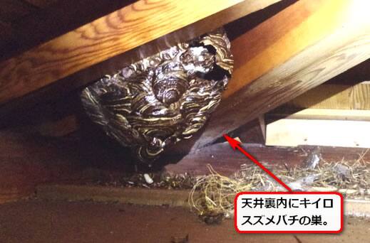 キイロスズメバチ巣天井裏