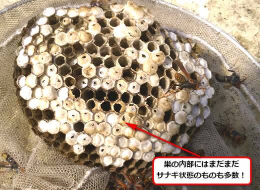 セグロアシナガバチの巣サナギ