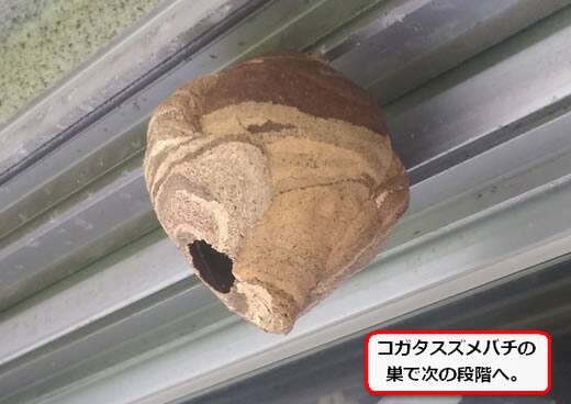 ハチベランダ窓枠