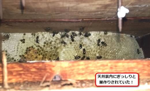 ミツバチ巣天井裏内