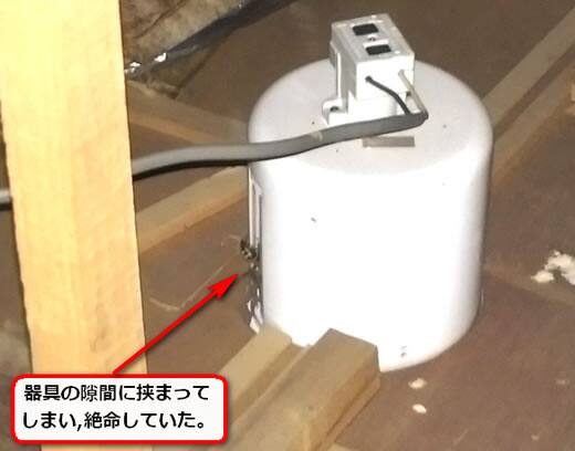 ハチ照明器具