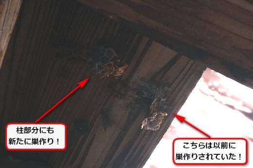アシナガバチの巣駆除屋根